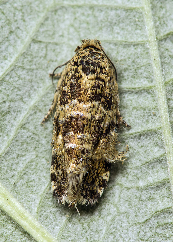 Tortricidae:  Phiaris cfr. scoriana